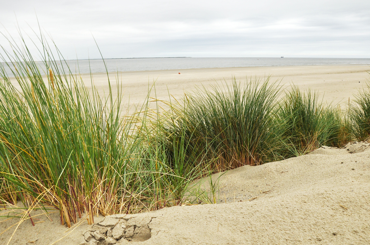 Ameland - Ostrov tuleňů, písečných dun a oáza klidu