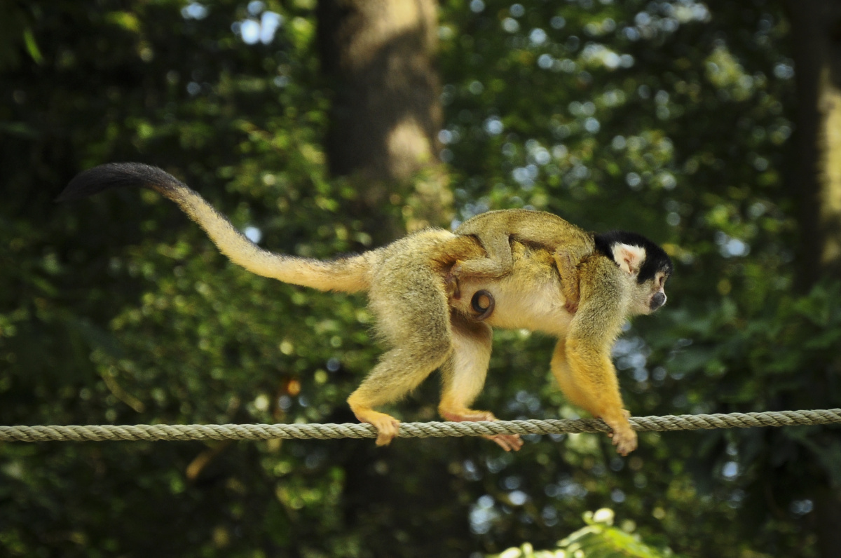 Apenheul - Opičí ráj, kde si musíte dávat pozor na kabelku