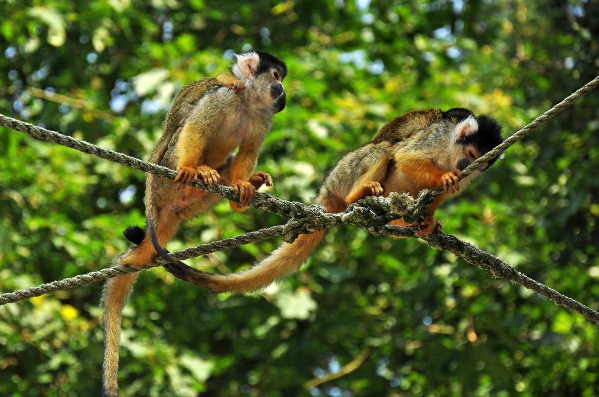 Apenheul - Opičí ráj, kde si musíte dávat pozor na kabelku