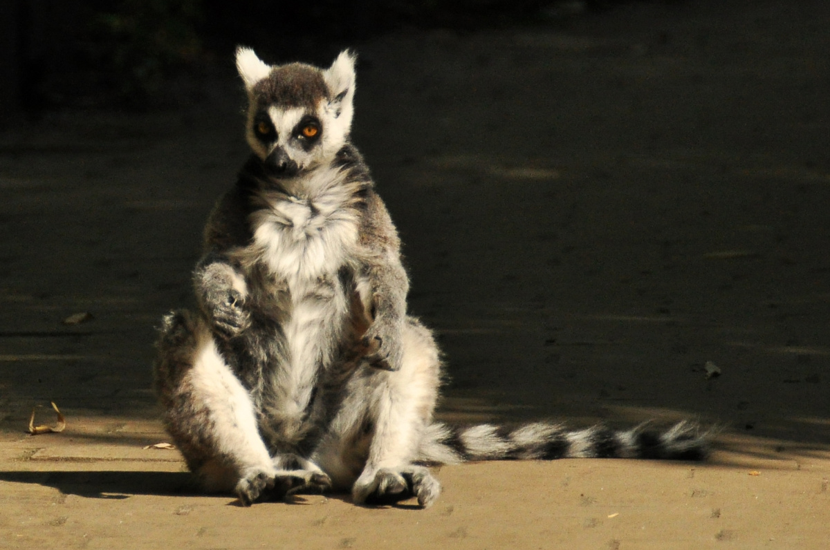 Apenheul - Opičí ráj, kde si musíte dávat pozor na kabelku