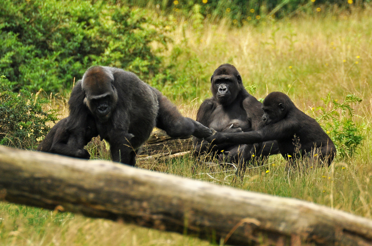 Apenheul - Opičí ráj, kde si musíte dávat pozor na kabelku