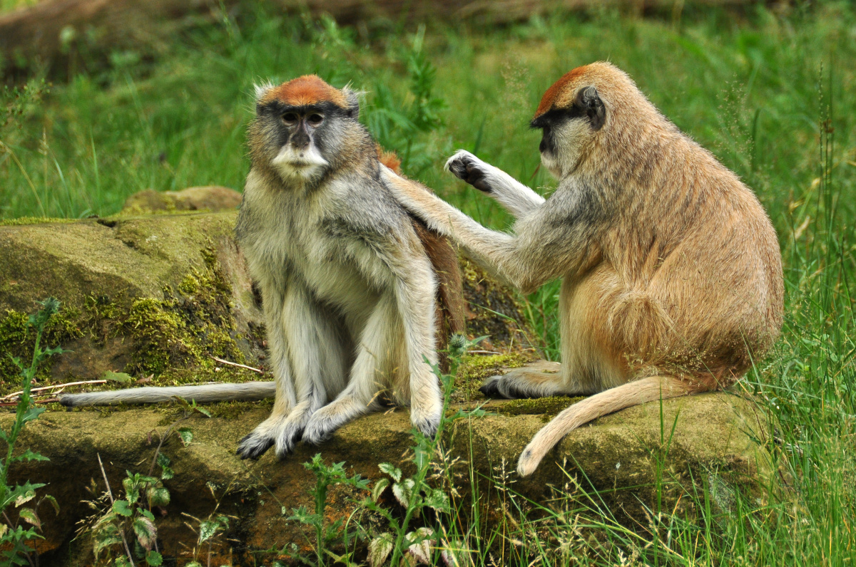 Apenheul - Opičí ráj, kde si musíte dávat pozor na kabelku