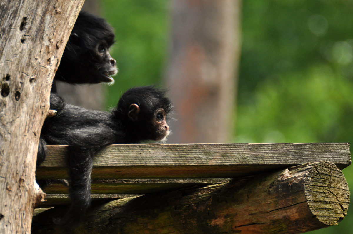 Apenheul - Opičí ráj, kde si musíte dávat pozor na kabelku