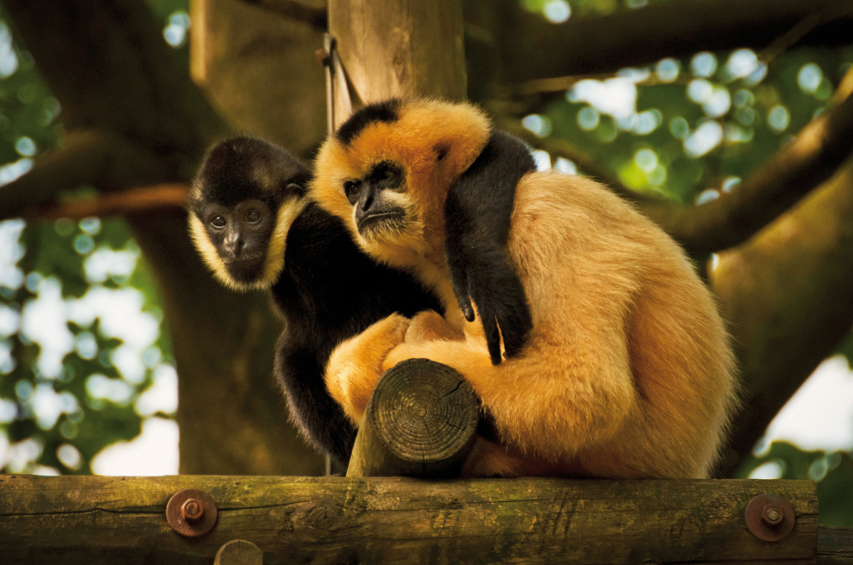 Apenheul - Opičí ráj, kde si musíte dávat pozor na kabelku