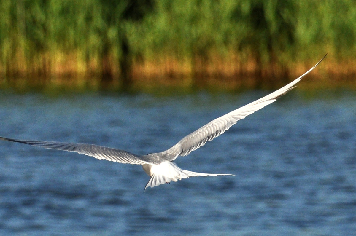 Biesbosch – národní přírodní park