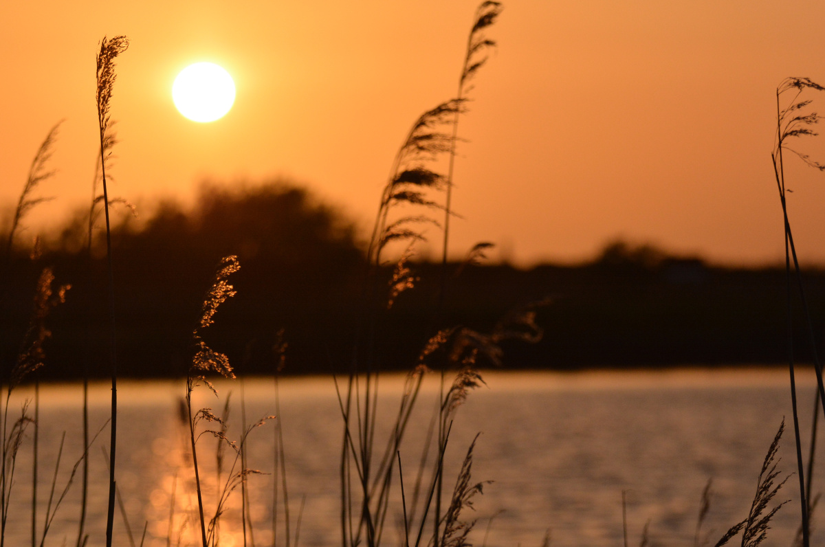 Biesbosch – národní přírodní park