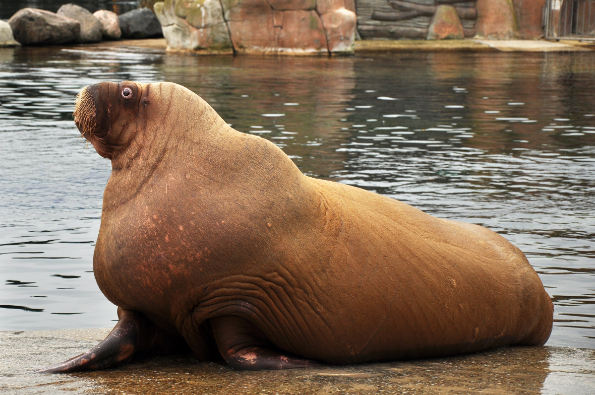 Delfinárium – největší mořský zoopark v Evropě