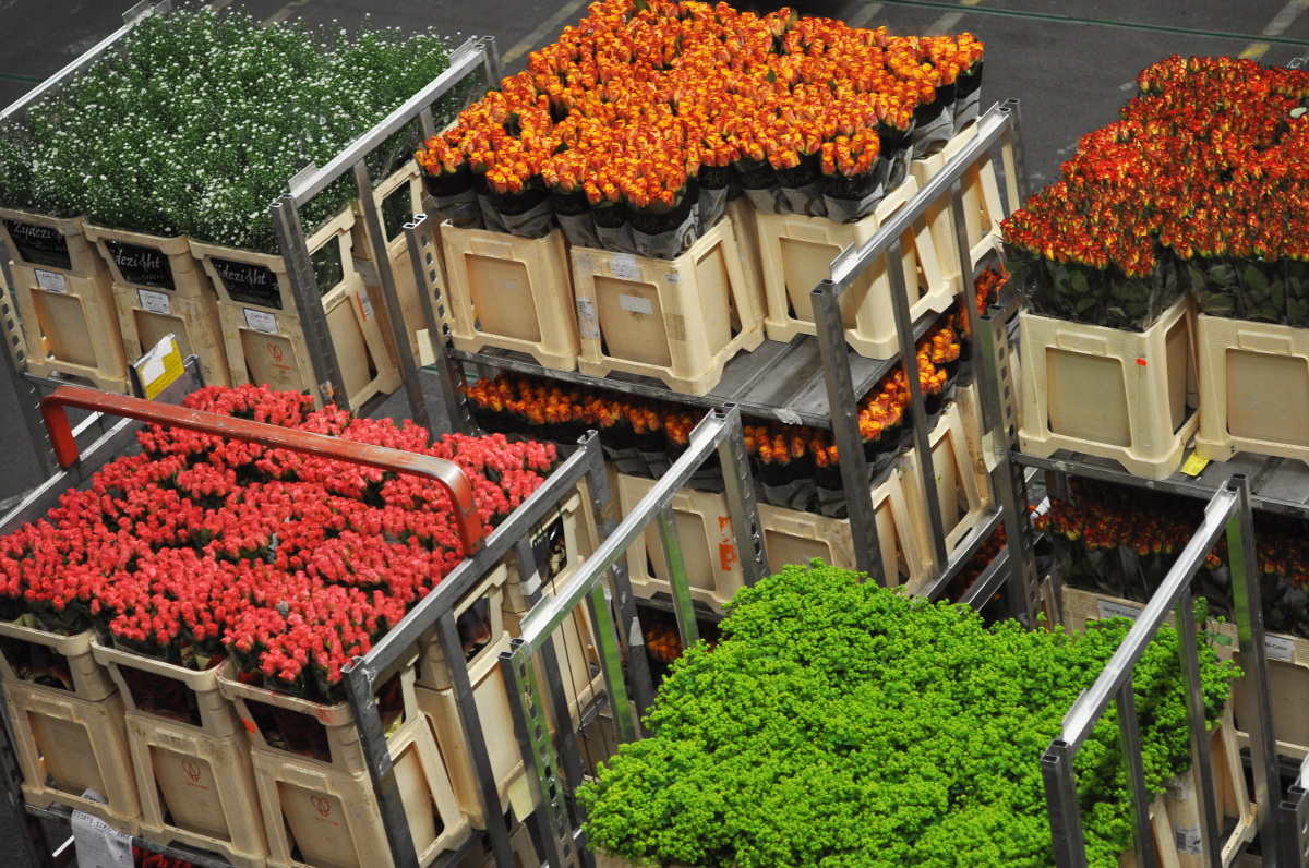 Flora Holland – Největší květinové obchodní centrum na světě