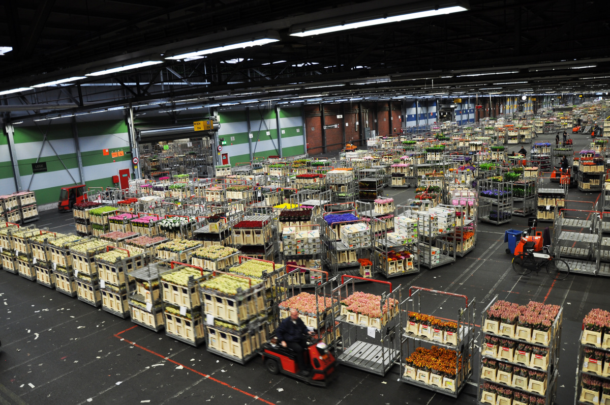 Flora Holland – Největší květinové obchodní centrum na světě