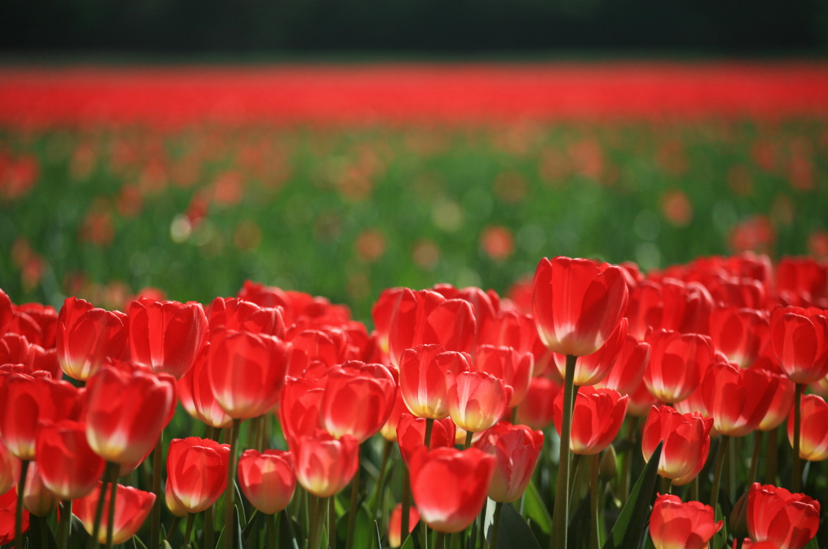 Floriade – obrovská výstava květin desetiletí