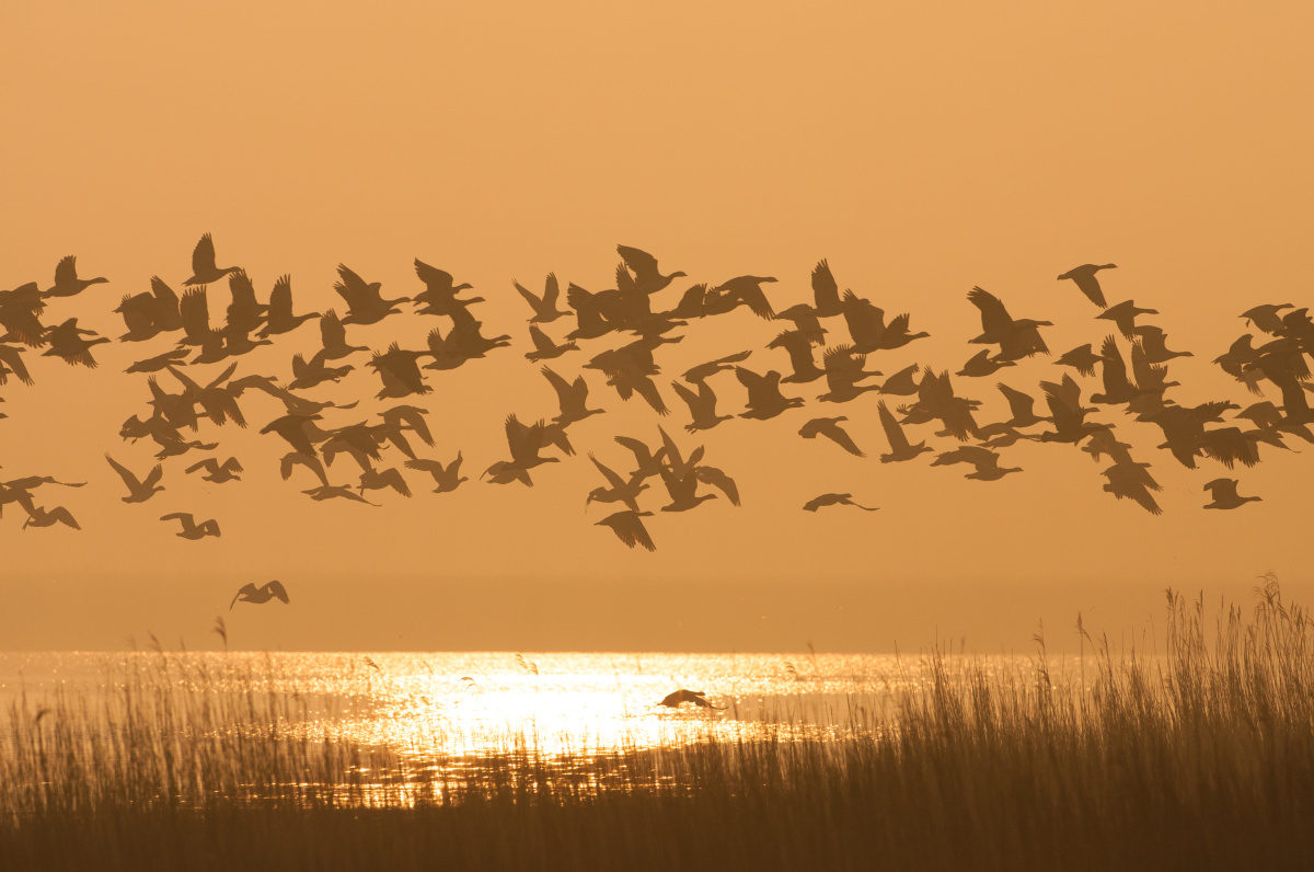Lauwersmeer – přírodní rezervace a jezero