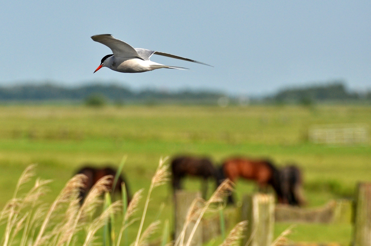 Princenhof – poklidná přírodní rezervace