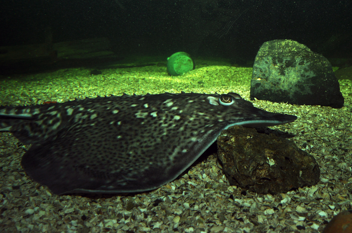 SeaLifeScheveningen – procházka po mořském dně