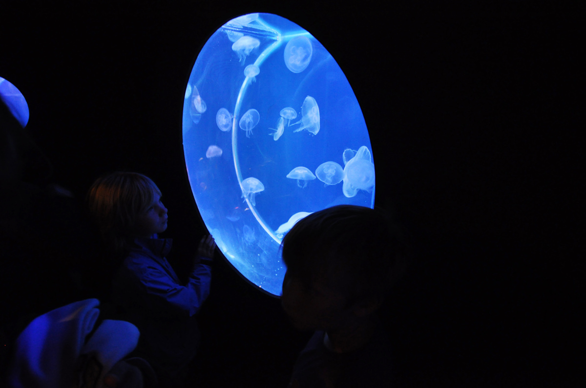 SeaLifeScheveningen – procházka po mořském dně