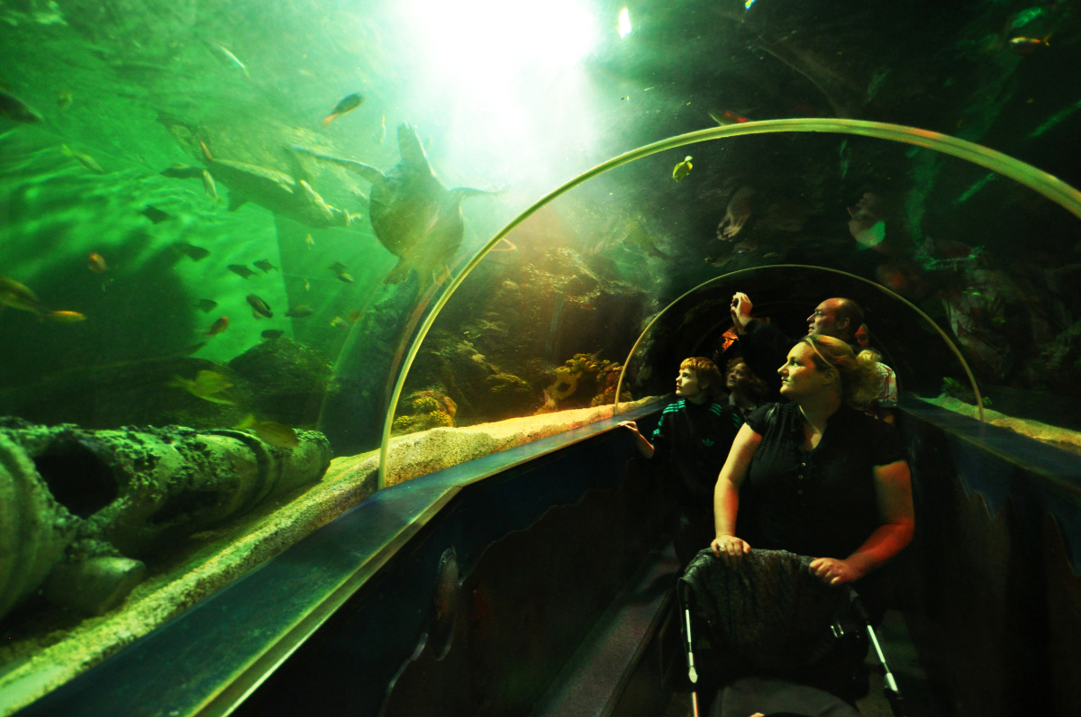 SeaLifeScheveningen – procházka po mořském dně