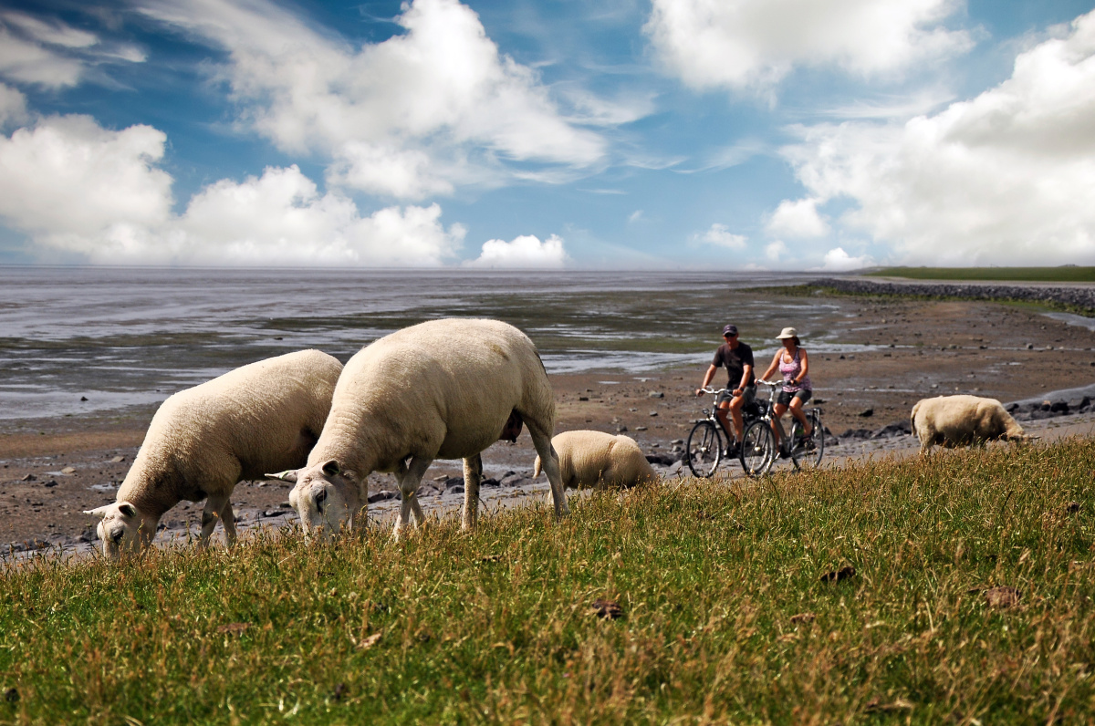 Terschelling – Ostrov nekonečných písečných pláží, brusinek a cyklostezek
