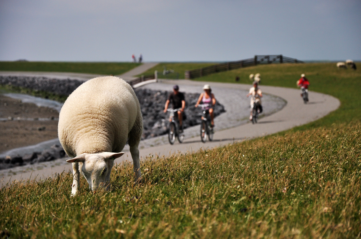 Terschelling – Ostrov nekonečných písečných pláží, brusinek a cyklostezek