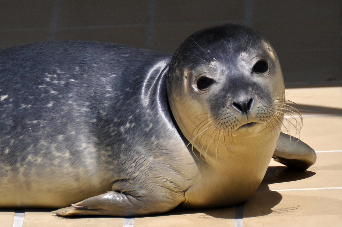 Záchranná stanice tuleňů