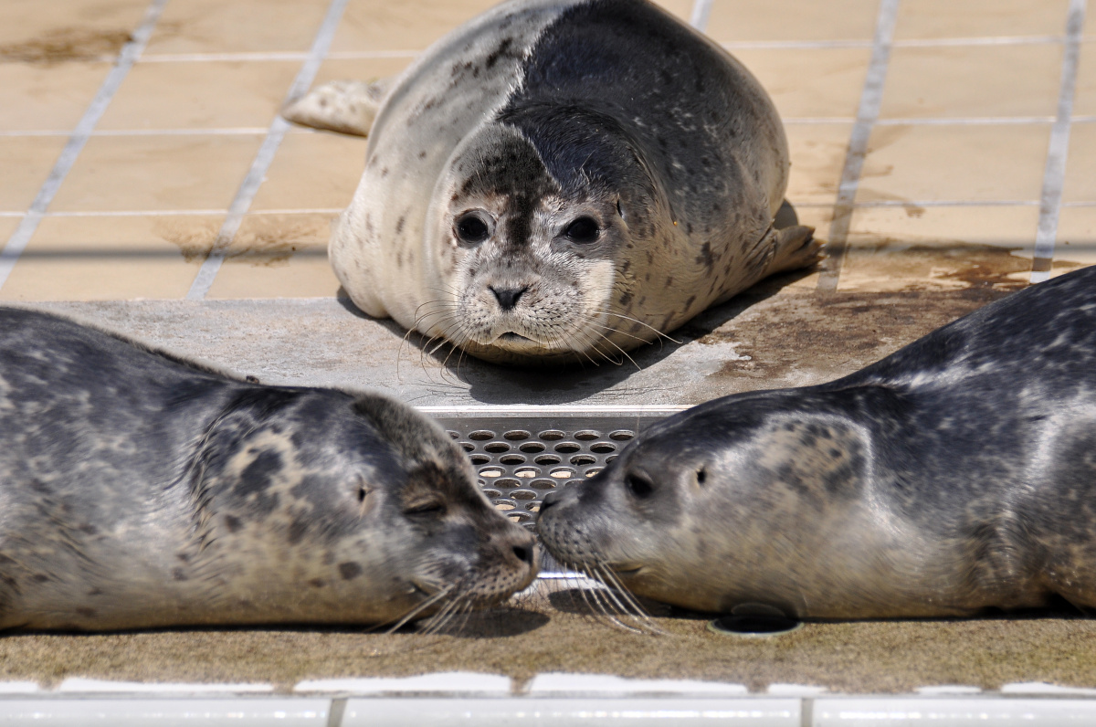 Záchranná stanice tuleňů