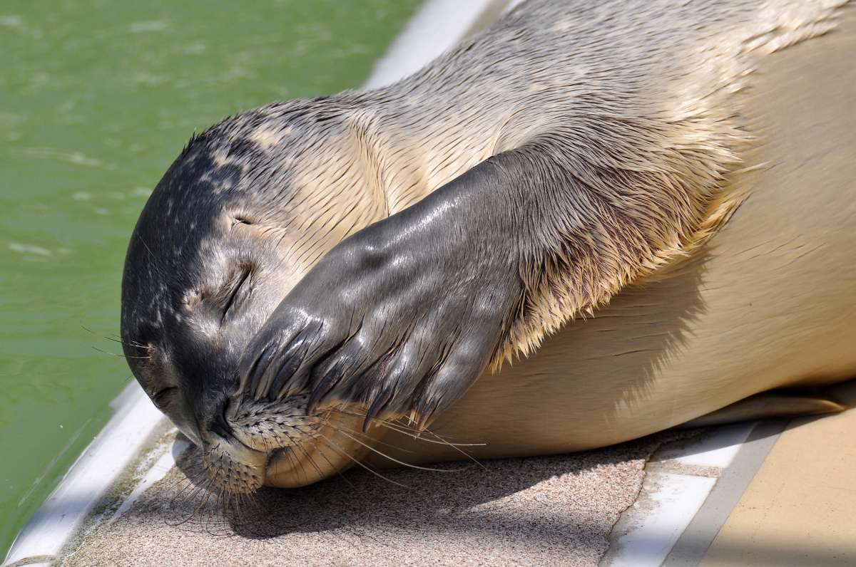 Záchranná stanice tuleňů