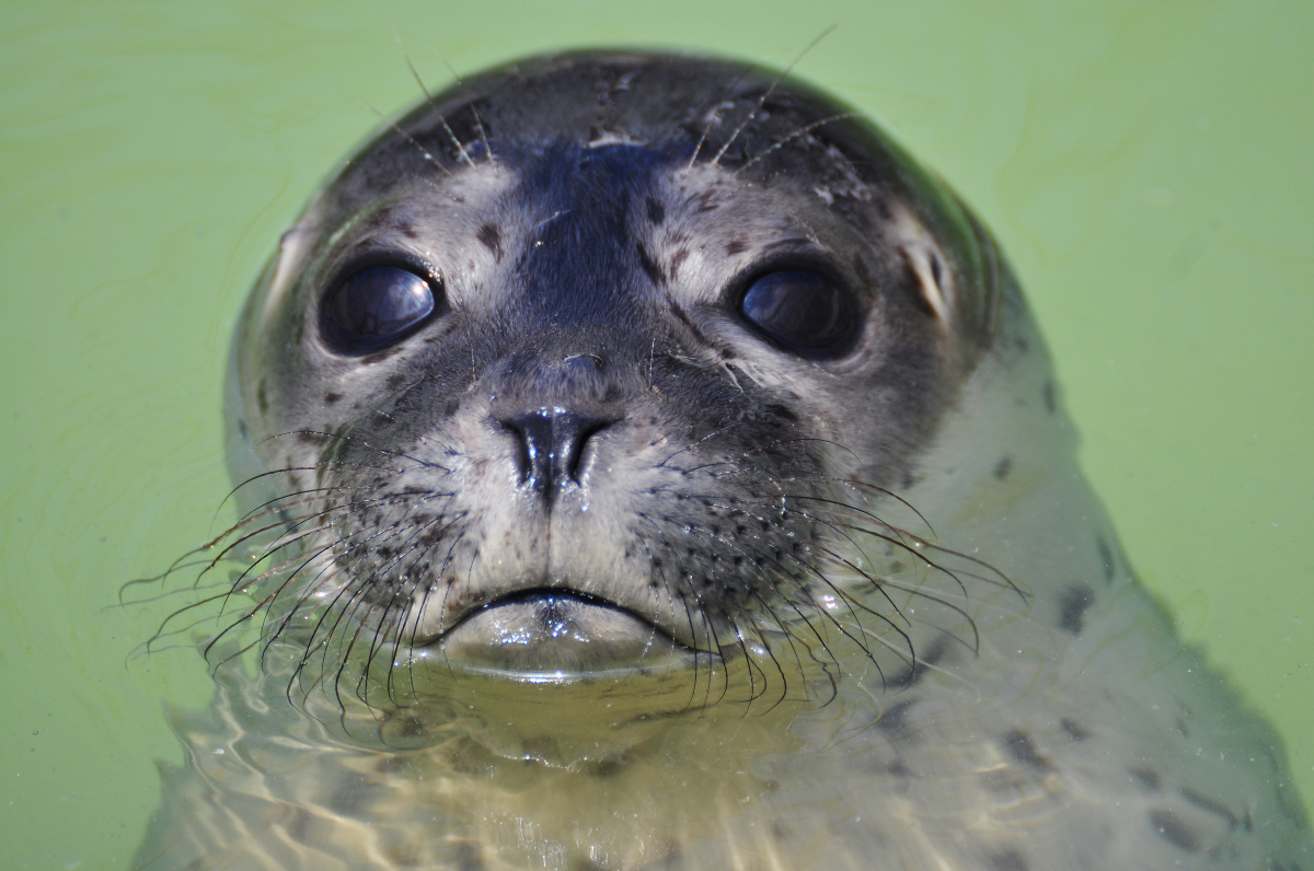 Záchranná stanice tuleňů