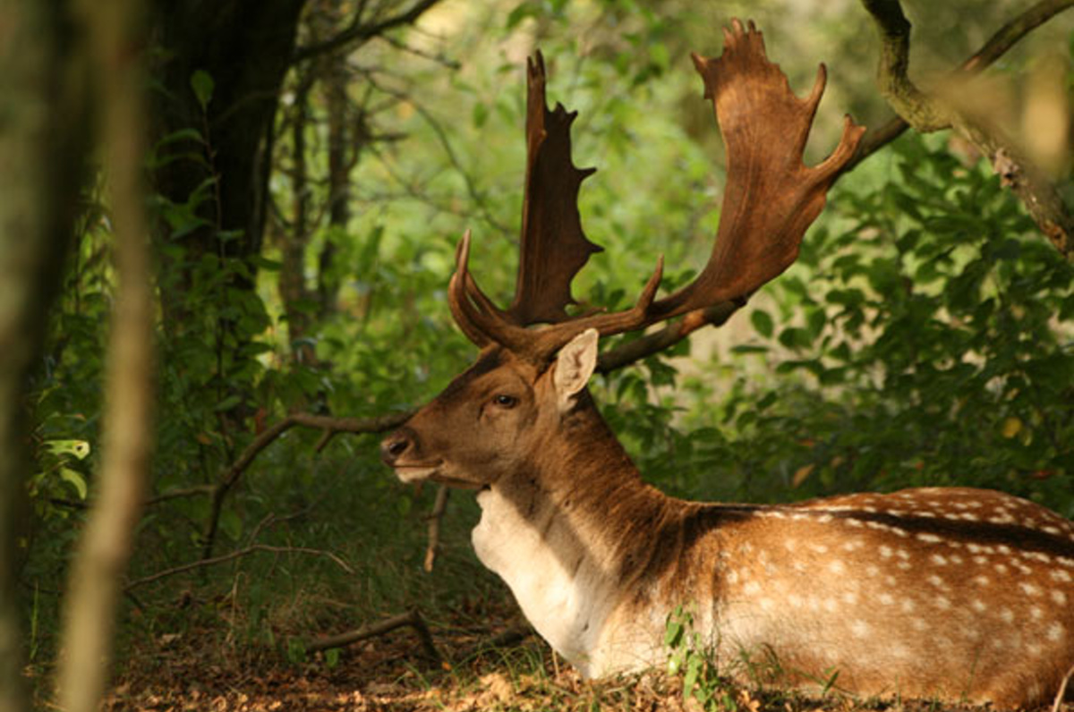 Zandvoort – živější přímořské letovisko